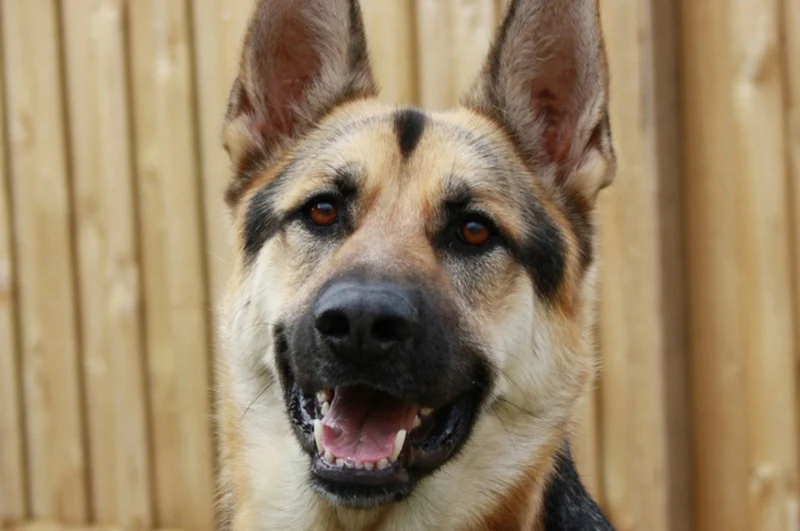 Featured image for Will My Dog Protect Me?